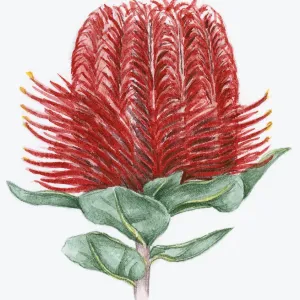 Scarlet Banksia Watercolour Print Scarlet Banksia Watercolour Print