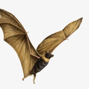 Illustration of Bat (Chiroptera) flying with large, outstretched wings