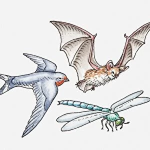Illustration of Bat flapping wings, Swallow gliding, and Dragonfly hovering