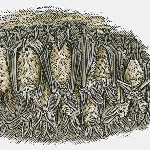 Illustration of Bats (Chiroptera) hanging upside down in cave