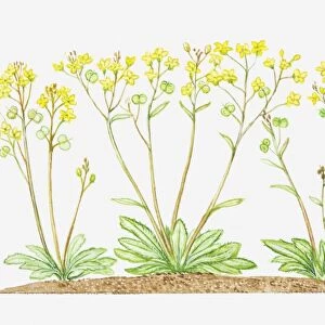 Illustration of Biscutella laevigata (Buckler mustard), yellow flowers