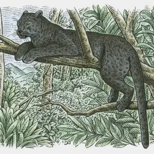 Black Panther Print: Tree Perch Black Panther Print: Tree Perch