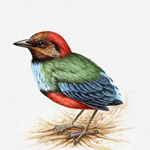 Illustration of a Blue-breasted pitta, also known as Red-bellied pitta (Pitta erythrogaster), side view