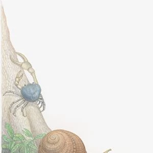 Illustration of Blue Land Crab (Discoplax hirtipes) crawling up tree trunk, and Forest Snail (Anoglypta) gliding over leaves on ground