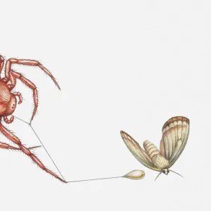 Illustration of Bolas spider (Cladomelea debeeri) catching moth with sticky lure at the end of a thread