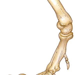 Illustration of bones of Tyrannosaurus foot showing long toes, small first toe, or dew claw, and ankle joint