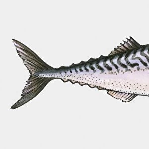 Illustration of Bony fish (Osteichthyes)