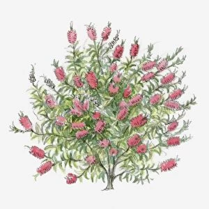 Illustration of Bottlebrush (Callistemon) with red flowers and green leaves