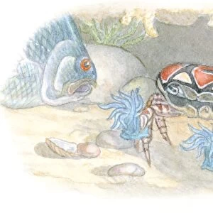 Illustration of Boxer Crab or Pom-Pom Crab (Lybia tesselata) carrying stinging Sea Anemone (Actiniaria) on end of each cheliped as defense against predatory fish