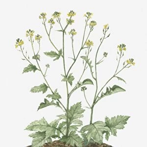 Illustration of Brassica nigra (Black Mustard) bearing racemes of small yellow flowers and green leaves on long stems
