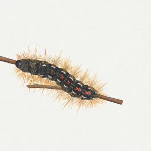 Illustration of Brown-tail (Euproctis chrysorrhoea) caterpillar on stem