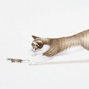 Illustration of brown and white cat (Felis catus) chasing House Mouse (Mus musculus)