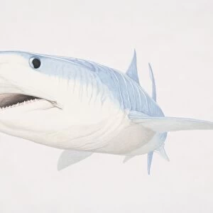 Illustration of Bull Shark (carcharhinus leucas) underwater