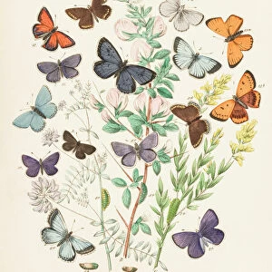 Illustration of butterflies and green caterpillars on plant and flower stems