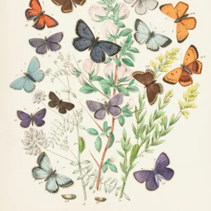 Illustration of butterflies and green caterpillars on plant and flower stems