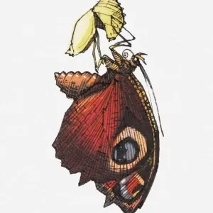 Butterfly Emerging from Cocoon Print
