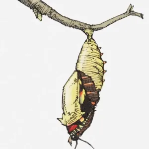 Butterfly Emerging from Cocoon Print