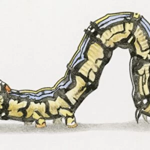 Illustration of Cabbage Looper (Trichoplusia ni) caterpillar also known as a Cabbage Worm