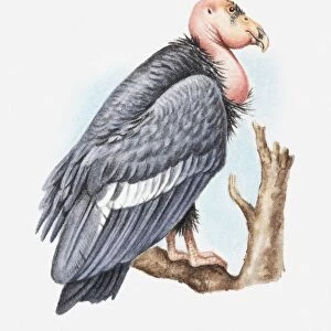 Illustration of California condor (Gymnogyps californianus) perching on tree branch, side view