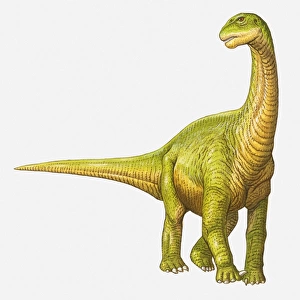 Illustration of a Camarasaurus, Jurassic period