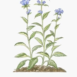 Illustration of Campanula glomerata (Clustered Bellflower), blue flowers and green leaves on tall st