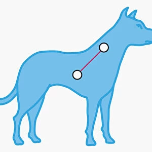 Illustration of Canis Minor constellation represented as small dog