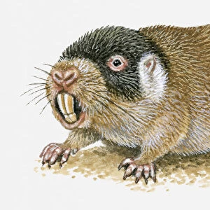 Illustration of Cape Mole Rat (Georychus capensis) showing long teeth