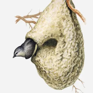 Illustration of Cape penduline tit (Anthoscopus minutus) emerging from hole in nest