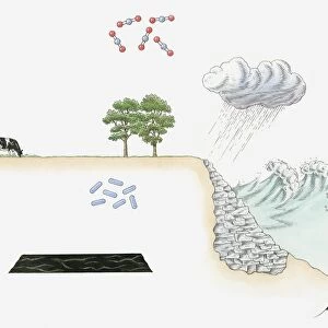 Illustration of carbon cycle on Earth