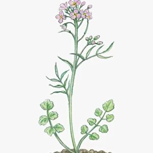 Illustration of Cardamine pratensis (Cuckoo Flower), herbaceous perennial with small pink flowers on