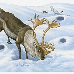 Illustration of Caribou (Rangifer tarandus) searching for food in snow with Ermine chasing Brown Lemming in background