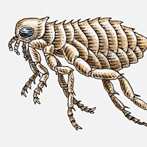 Illustration of Cat Flea (Ctenocephalides felis)