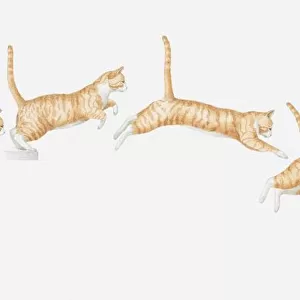 Illustration of a cat jumping, multiple image