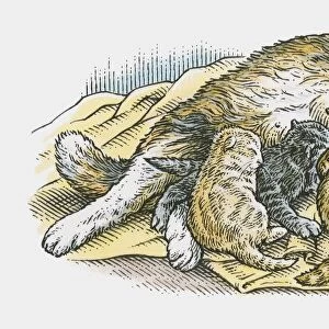 Illustration of cat suckling litter of kittens