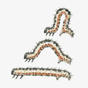 Caterpillar Movement Sequence Print Caterpillar Movement Sequence Print