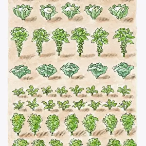 Illustration of cauliflower, Brussels Sprouts, cabbage, radish, Chinese Cabbage and kale growing in