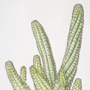 Illustration, Chamaecereus sylvestri, cluster of Peanut Cacti with cucumber-shaped stems