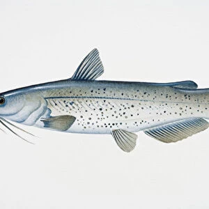 Illustration of Channel catfish (Ictalurus punctatus), North American freshwater fish