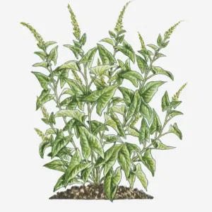 Illustration of Chenopodium bonus-henricus (Good King Henry) bearing green leaves