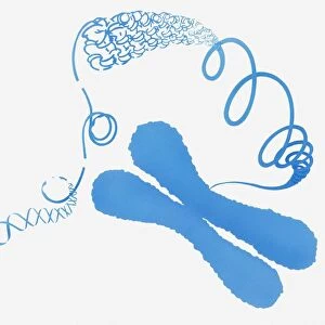 Illustration of chromosome structure