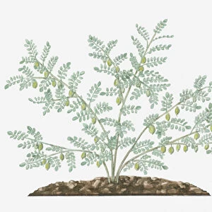 Illustration of Cicer arietinum (Chickpea) bearing green seedpods and small feathery leaves on long stems