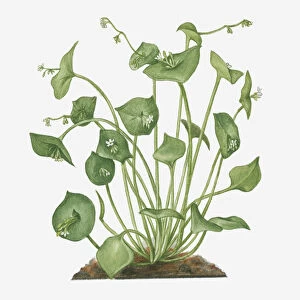 Illustration of Claytonia perfoliata (Winter Purslane) bearing small white flowers and green buds on long stems with green leaves
