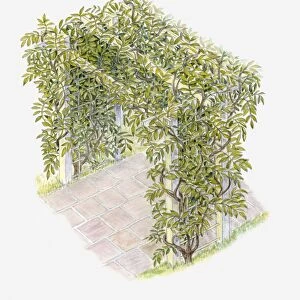 Illustration of climbing plant covering an arched trellis