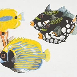 Illustration, two Clown Triggerfish (balistoides conspicillum), a Butterfly Fish (chaetodontidae), Copperband Butterfly Fish (chelmon rostratus) and Imperial Angelfish (pomacanthidae), side view