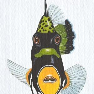 Illustration, Clown Triggerfish (balistoides conspicillum), front view