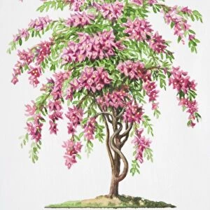 Illustration, clustered pink flower bracts and short-stalked leaves of Bougainvillea glabra
