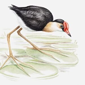 Illustration of a Comb-crested jacana, also known as Lilytrotter (Irediparra gallinacea) on a lily pad, side view