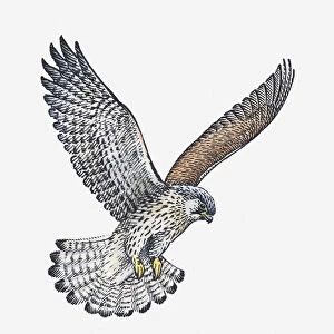 Illustration of Common Buzzard (Buteo buteo) preparing to land with legs extended