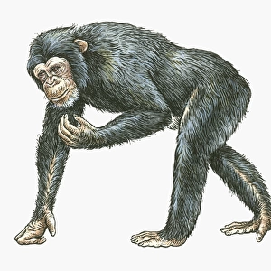 Illustration of Common Chimpanzee (Pan troglodytes)