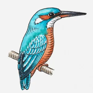 Illustration of Common Kingfisher (Alcedo atthis) perching on branchlet Illustration of Common Kingfisher (Alcedo atthis) perching on branchlet